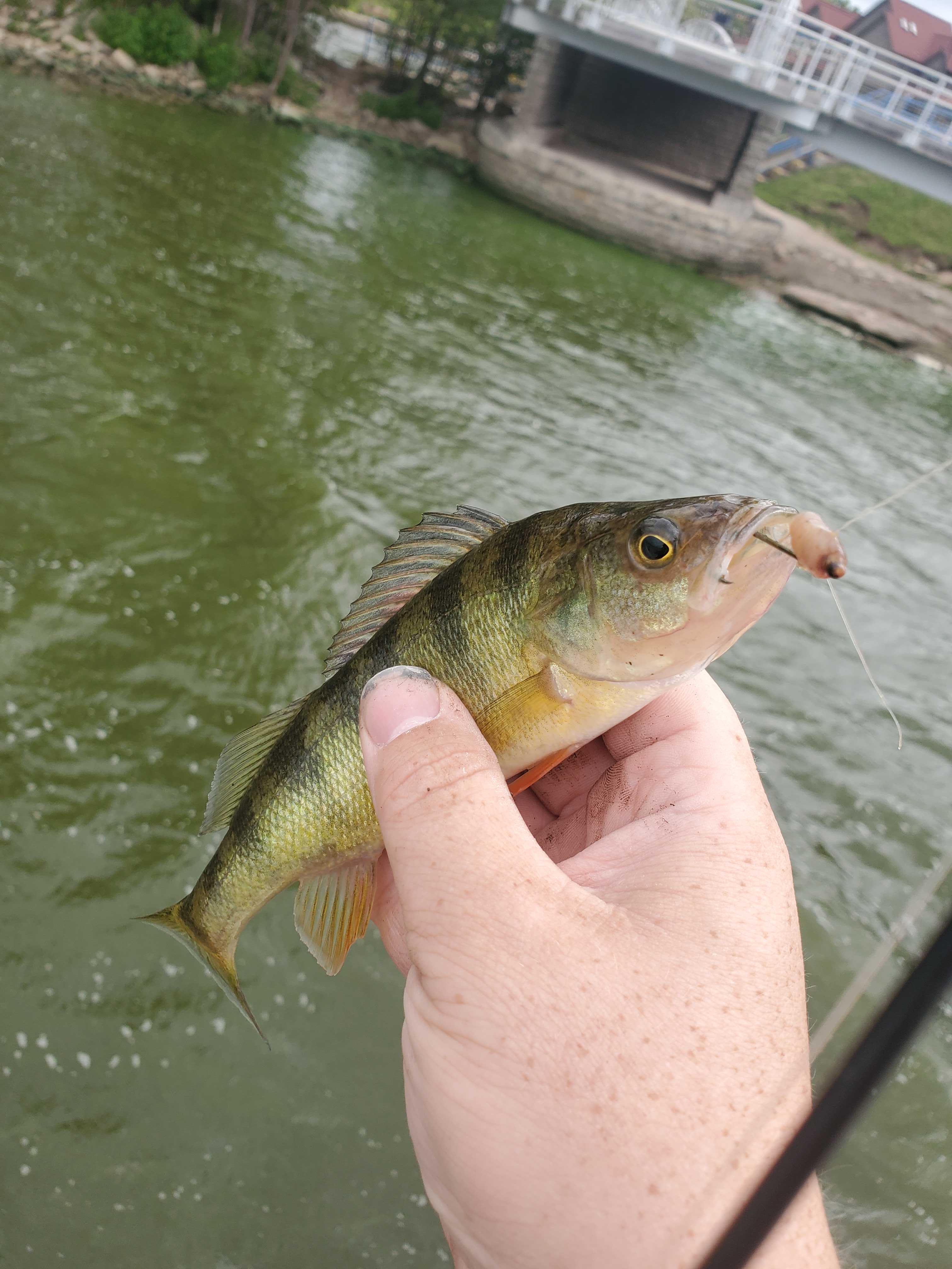 A hand holds a green and brown fish above a body of water