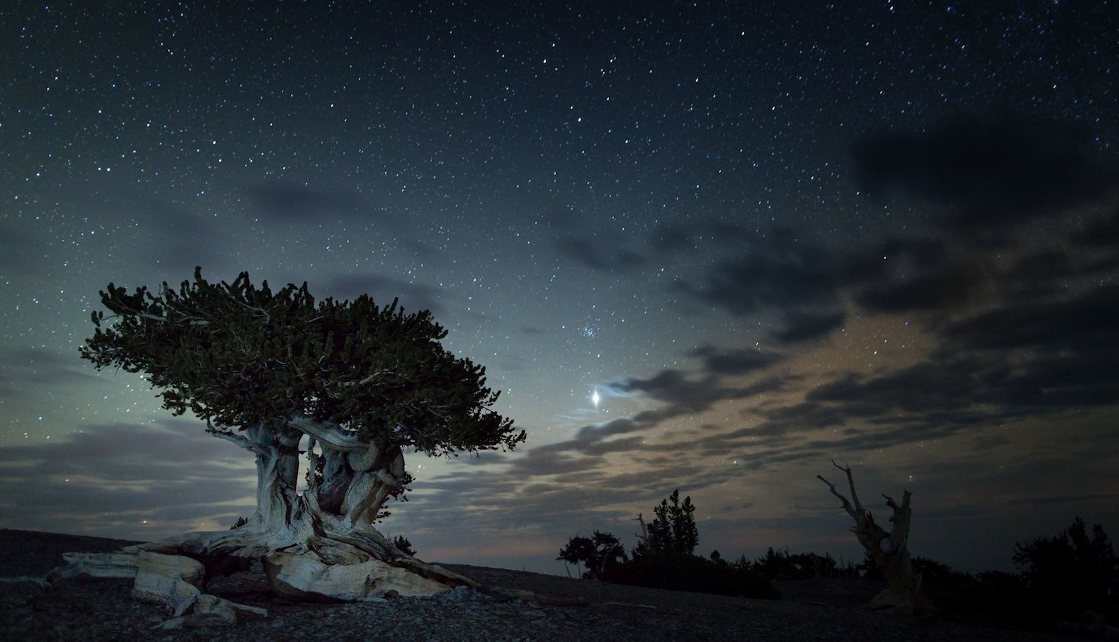a tree under a starry sky