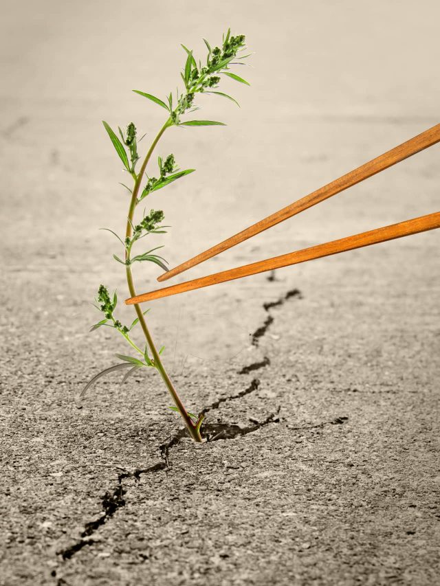 How foraging for edible plants helped me connect with my roots