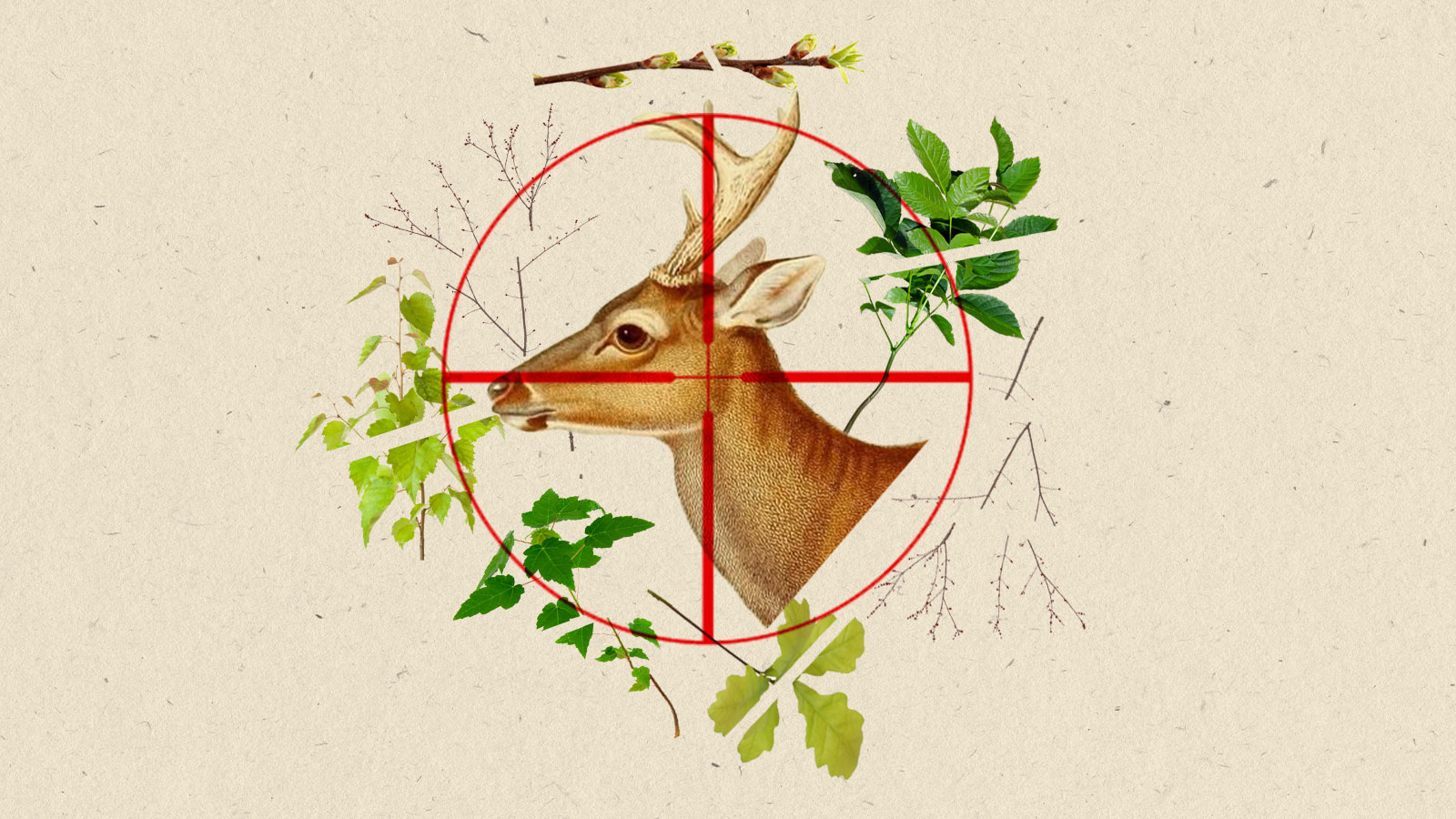 Collage of illustrated white-tailed deer head surrounded by cutouts of tree saplings and a red hunting crosshair target on top