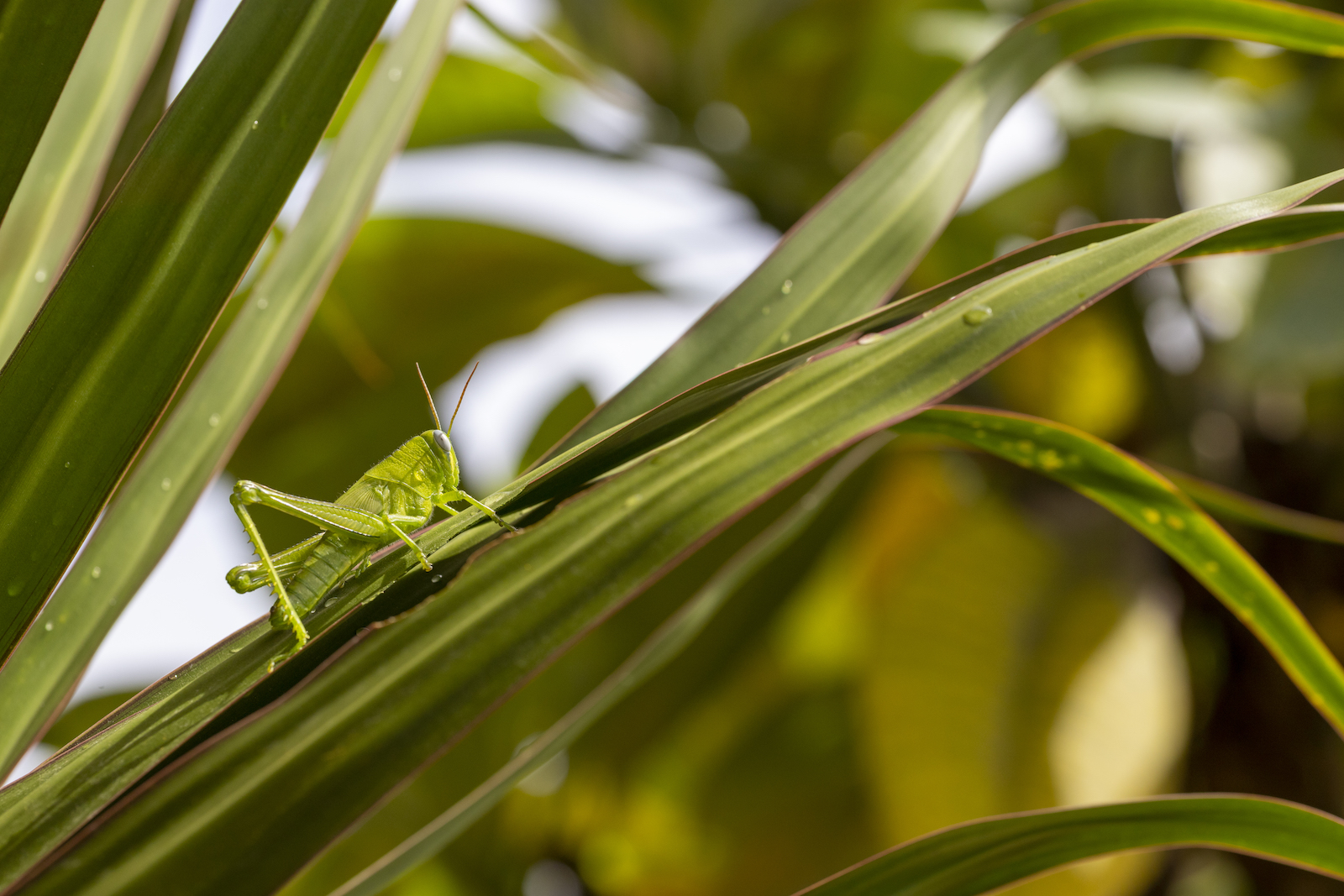 a green grasshopper on a leaf