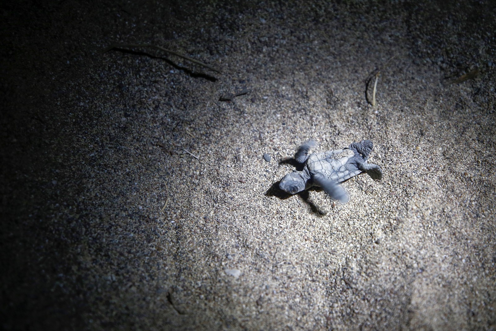 tiny baby turtle in a spotlight on the sand at night