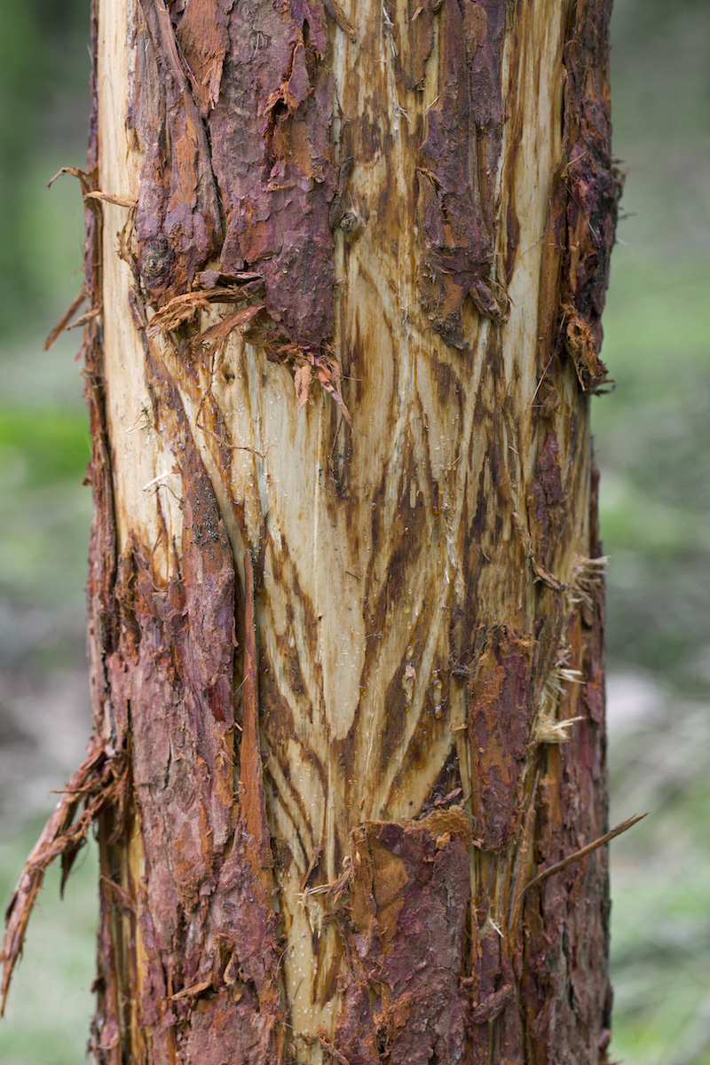 a tree with peeling, ripped bark