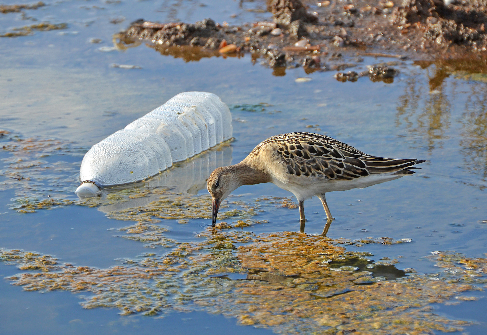 A sandpiper in a marsh with plastic water bottle nearby