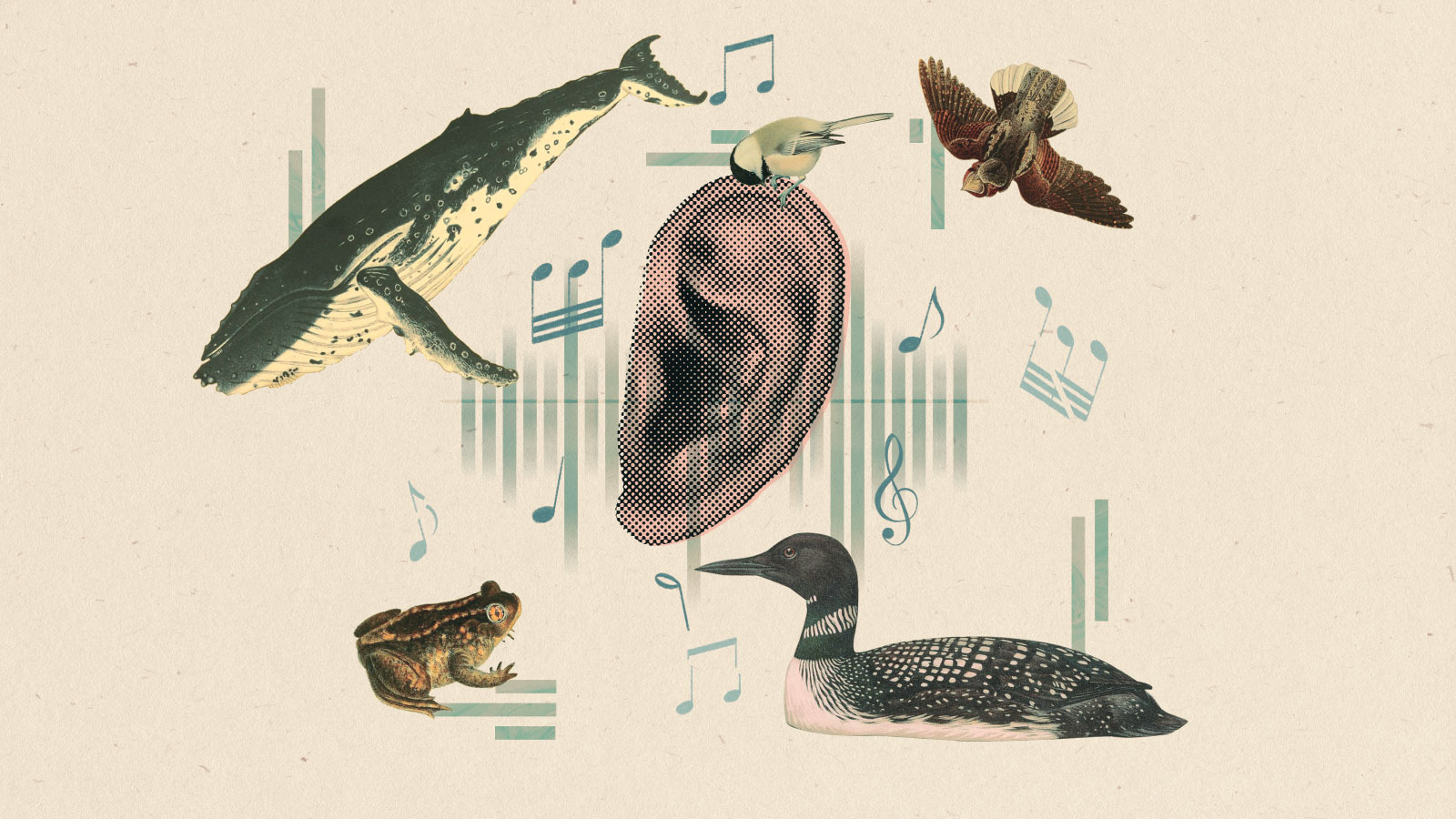 Collage: an ear surrounded by vintage illustrations of a chickadee, a whippoorwill, a loon, a toad, and a humpback whale, music notes, sound waves, and cutout bars of marbled texture