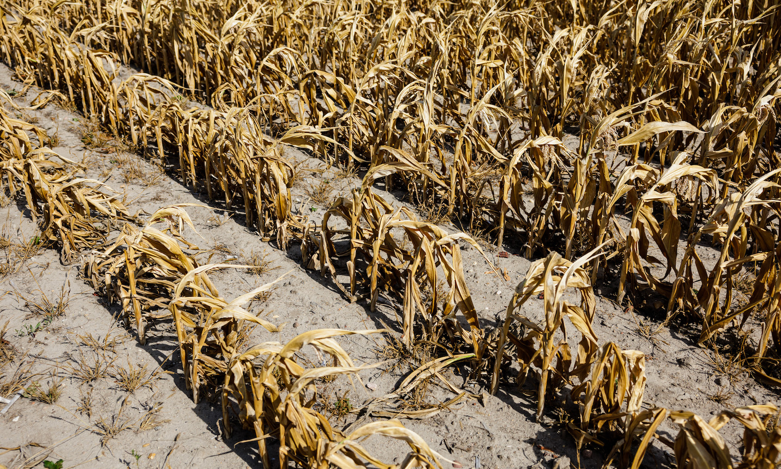 A withered and dried up field of maize plants under drought