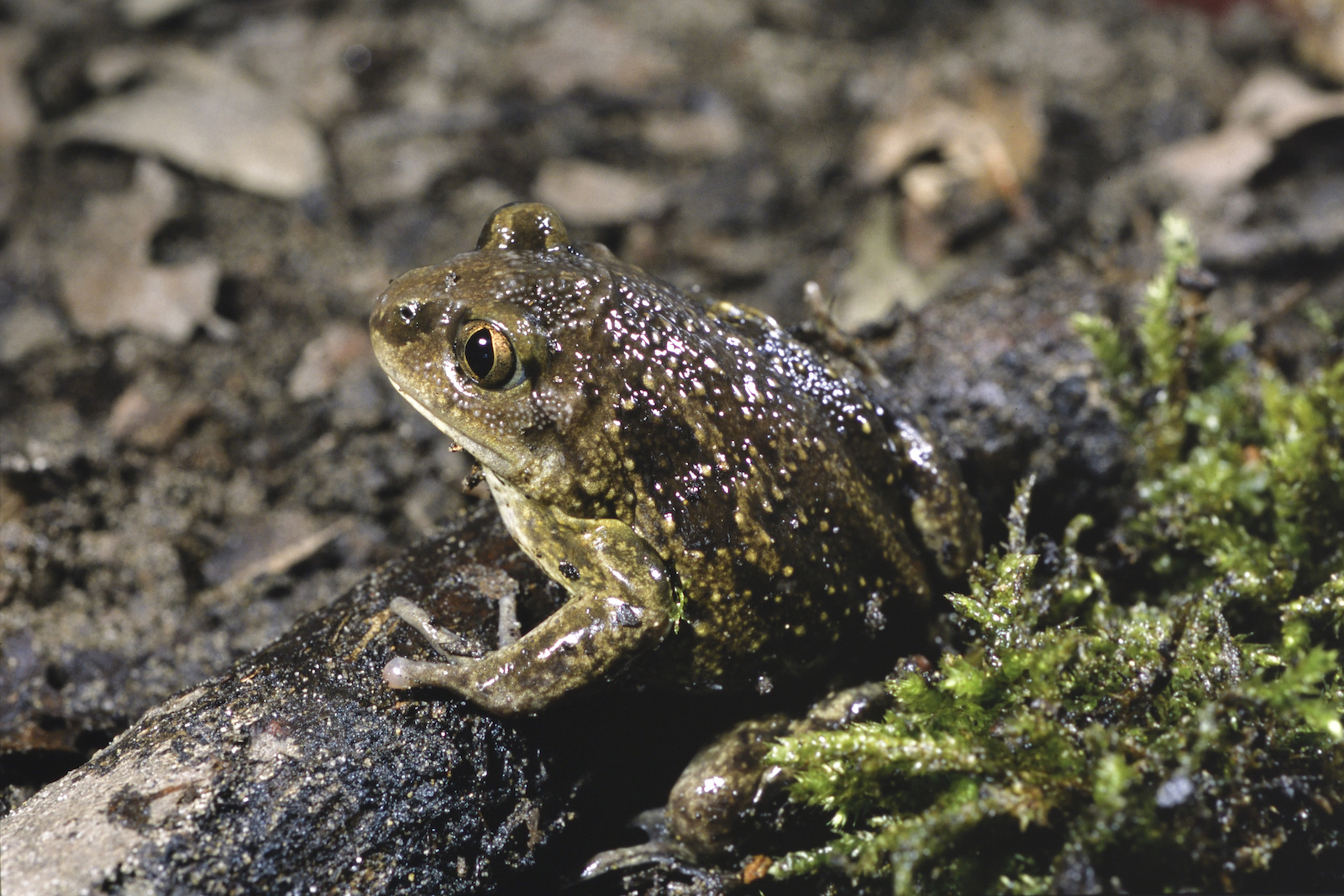a spotted brown frog on the ground