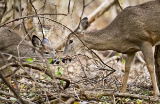 Deer are threatening American forests. Is more hunting the solution