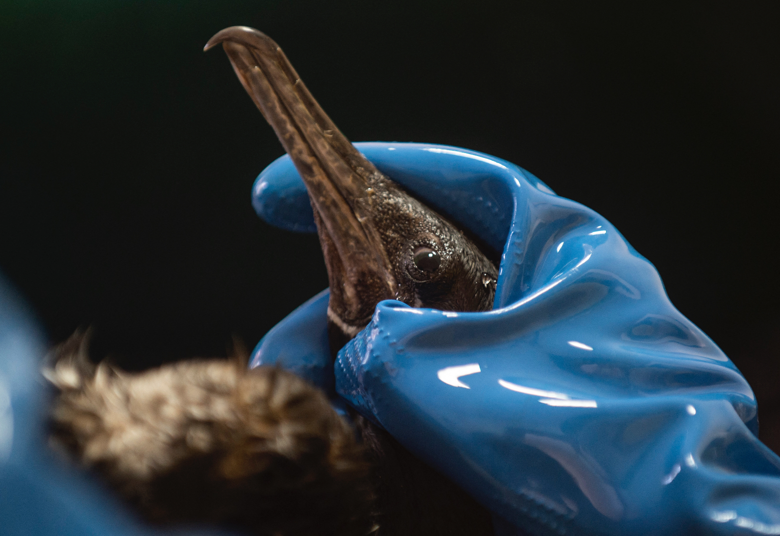 An oil-covered cormorant held by a hand in a blue glove