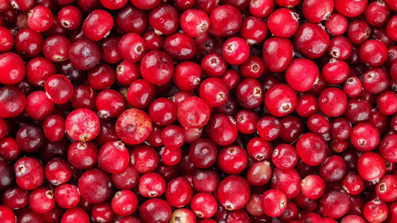 Cape Cod Cranberry Harvest - Northeast drought endangers Massachusetts’ cranberry harvest thumbnail