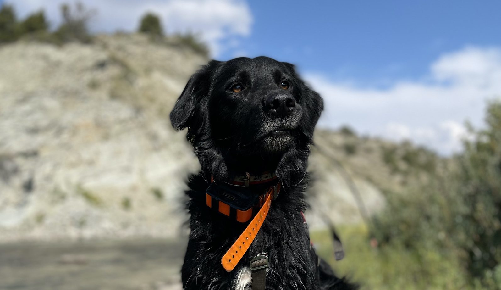 a black dog with a red collar