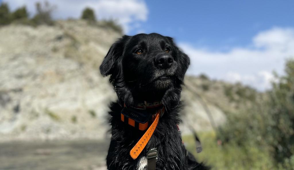 a black dog with a red collar