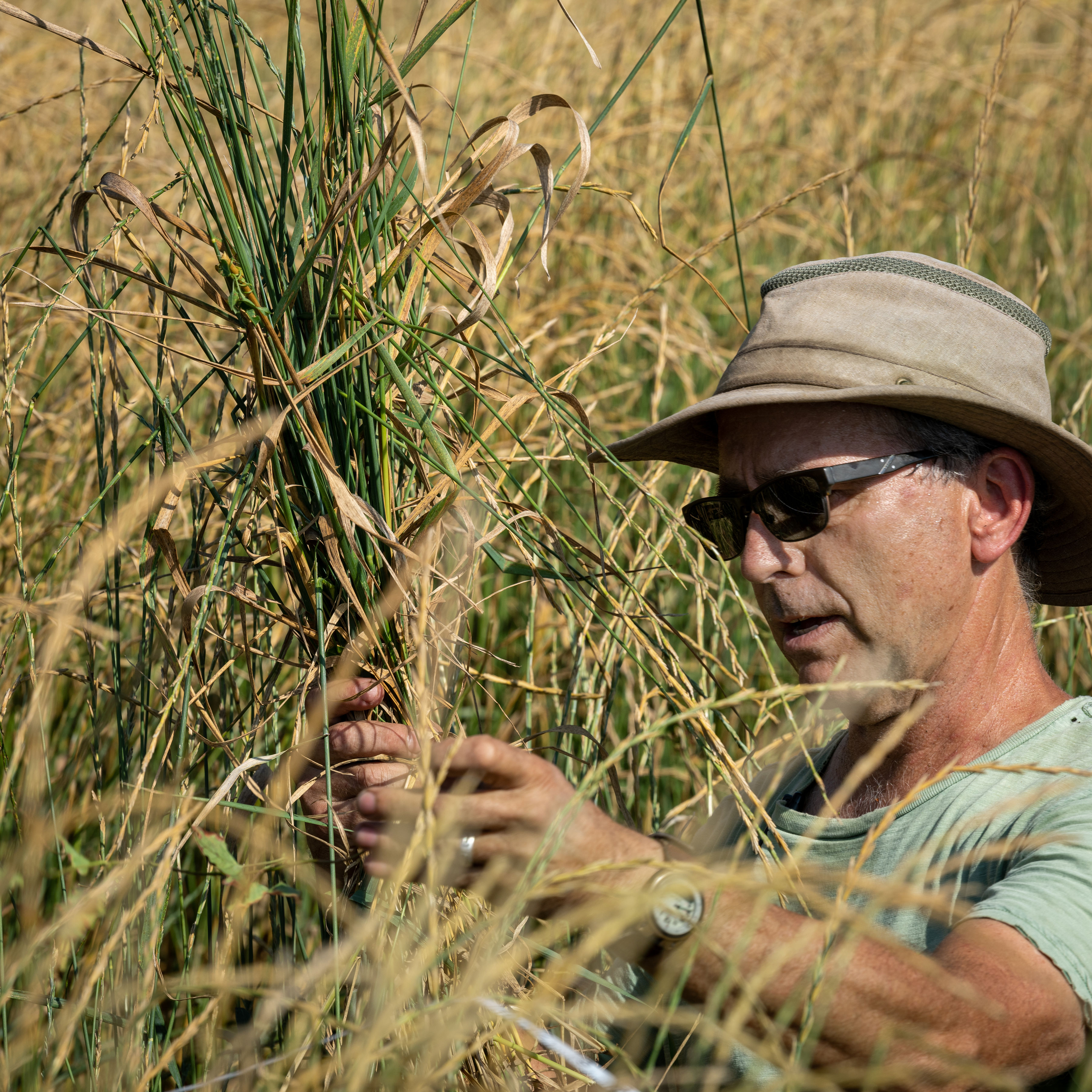 A white man in a shady hat and sunglasses holds up a stalk of wheatgrass in a grassy field.