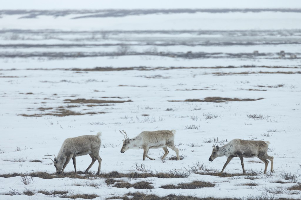 Can ConocoPhillips’ Willow project survive Alaska’s thawing permafrost ...