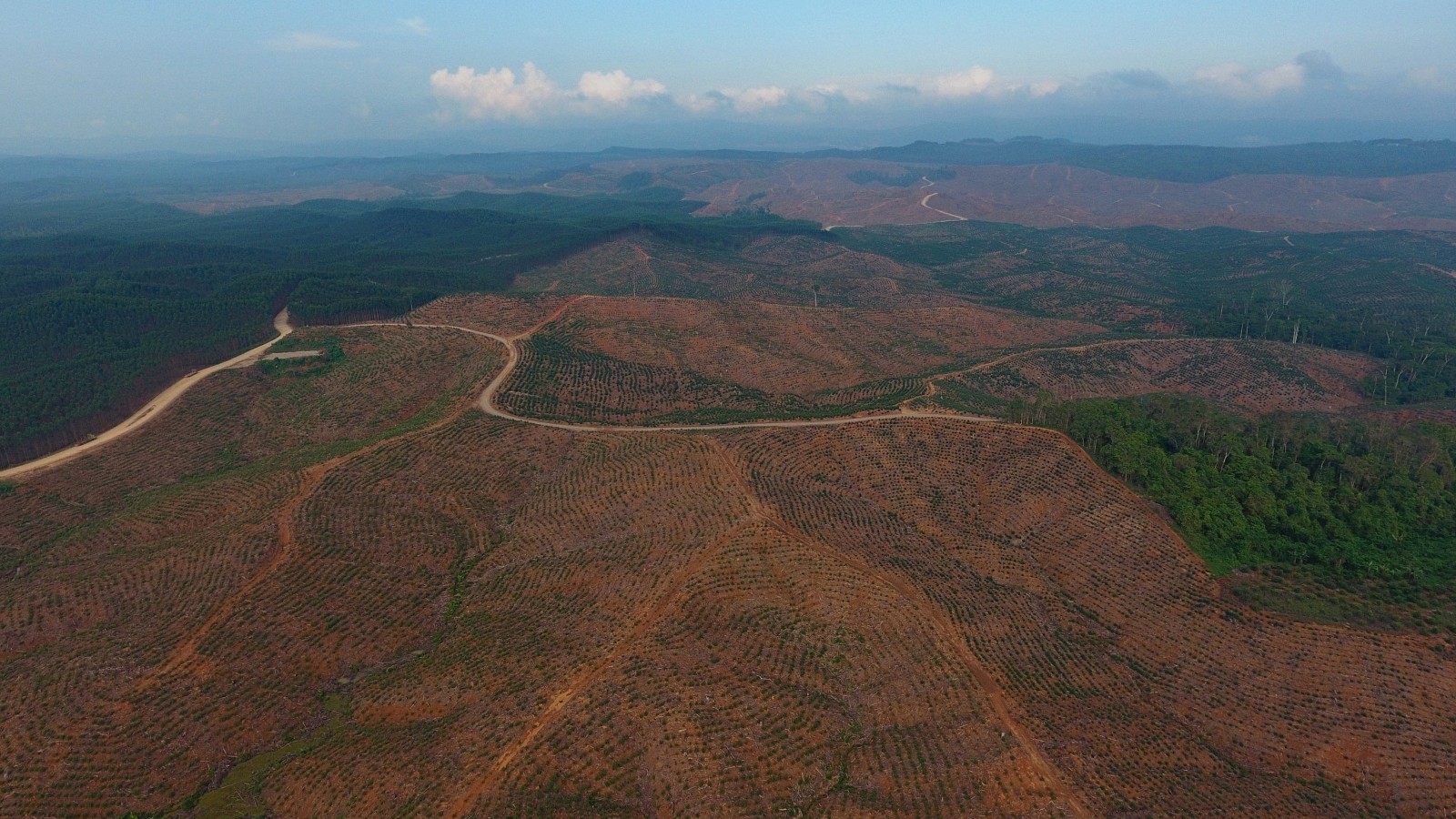 Aerial view of clearcut rainforest in Indonesia