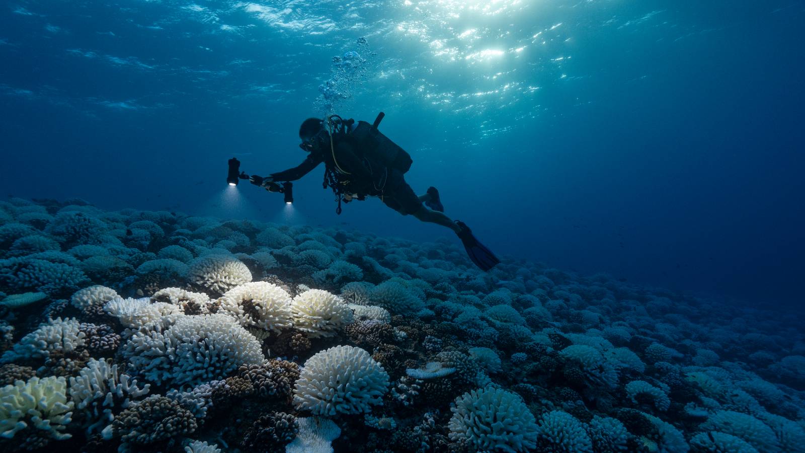 a diver shines a light on bleached coral underwater