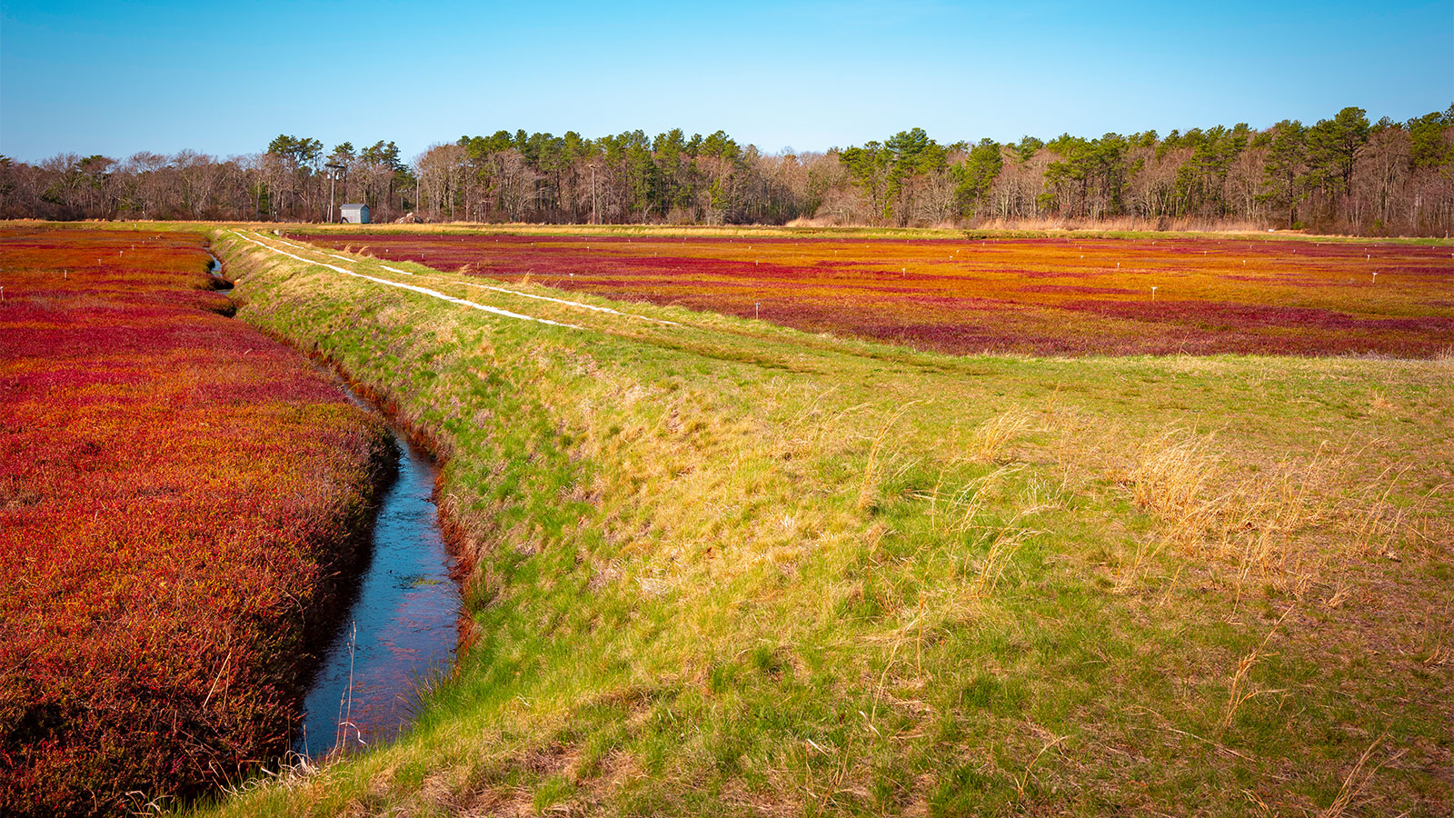 Cranberry bogs with irrigation channel in between