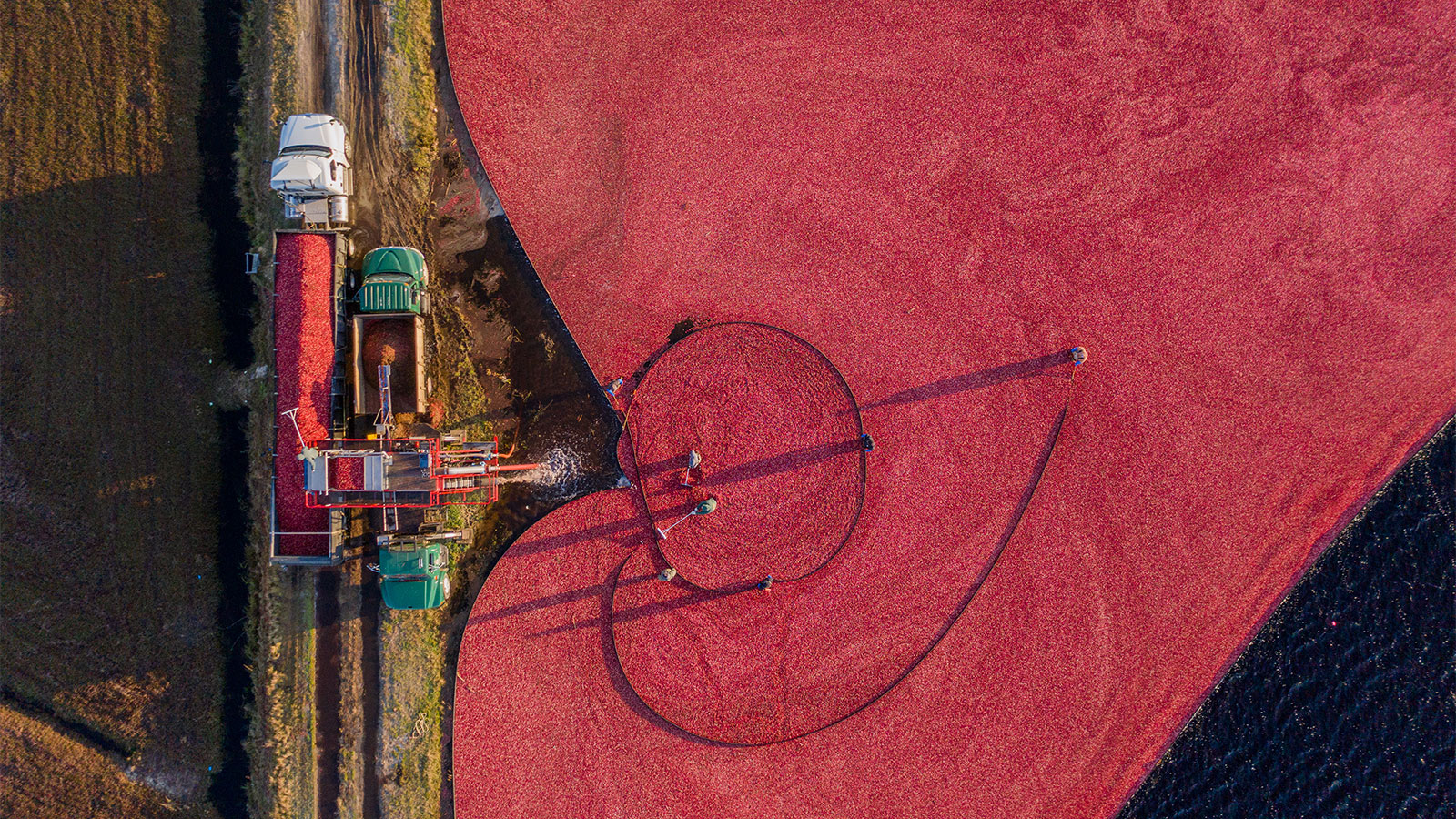 Aerial view of cranberries being harvested by a machine