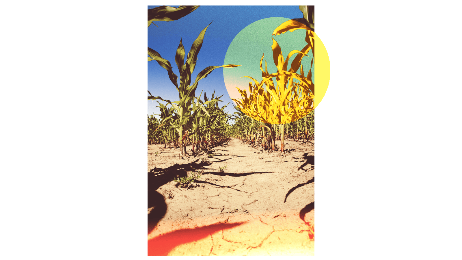 Foto de milho crescendo em terra seca e rachada, com um brilho vermelho e amarelo na parte inferior e um círculo amarelo sobreposto no canto superior direito