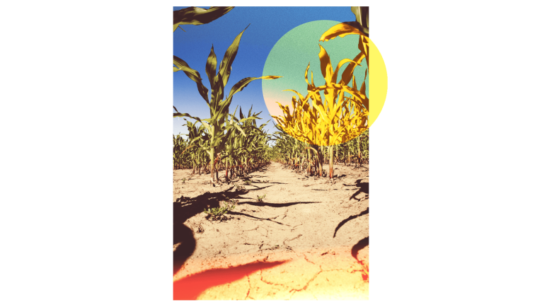 Photo of corn growing out of dry, cracked dirt, with a red and yellow glare at the bottom and a yellow circle overlaid on the top right corner