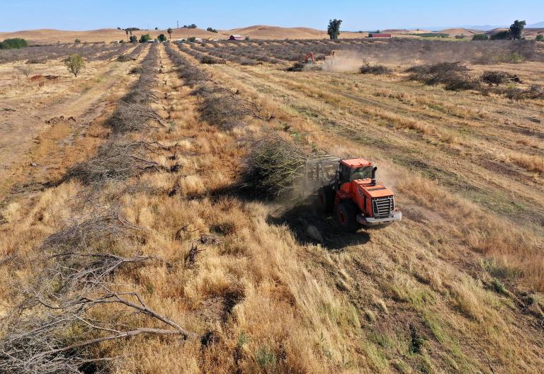 Moving a pile of almond trees during an orchard removal project