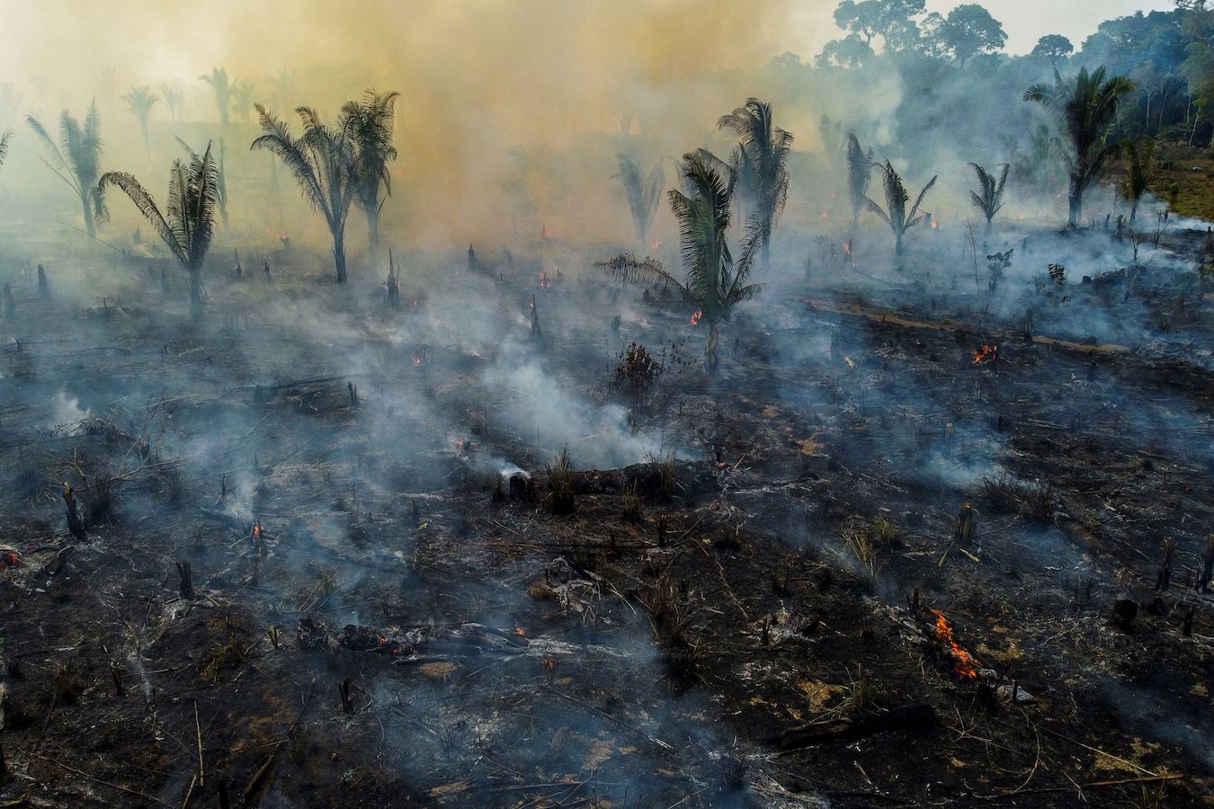 View of a burnt are of the Amazonia rainforest with smoldering vegegation
