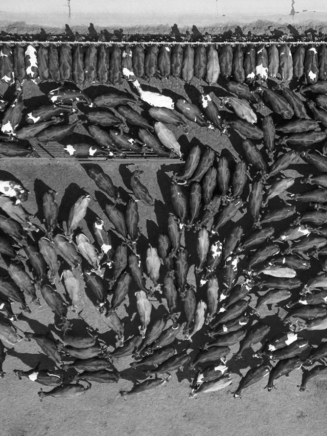 Aerial views of the Coronado Dairy farm.