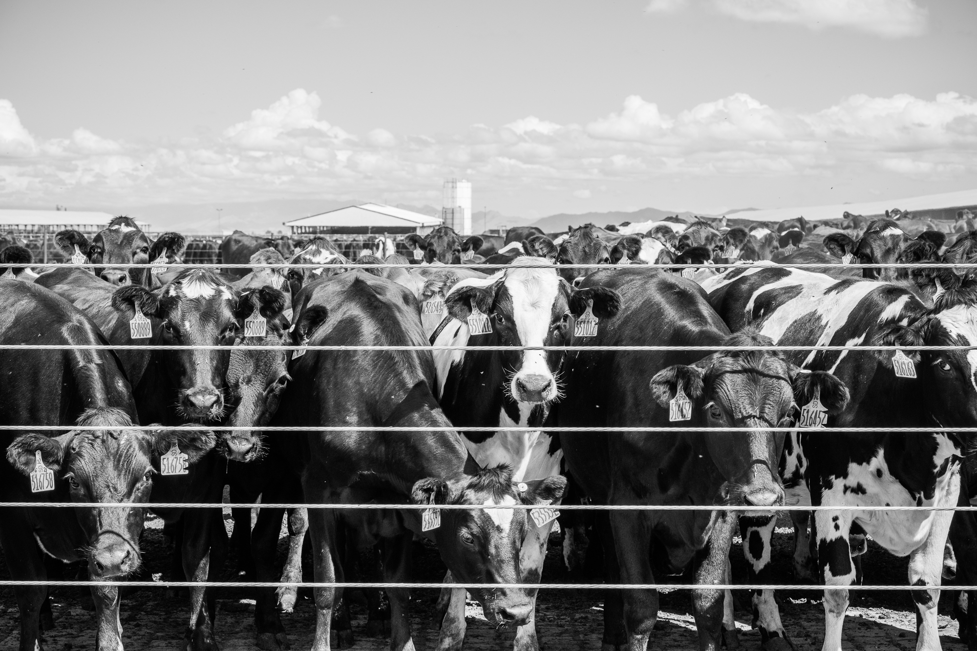 Cows at the Riverview Dairy-owned Coronado Dairy farm near Willcox, Arizona.