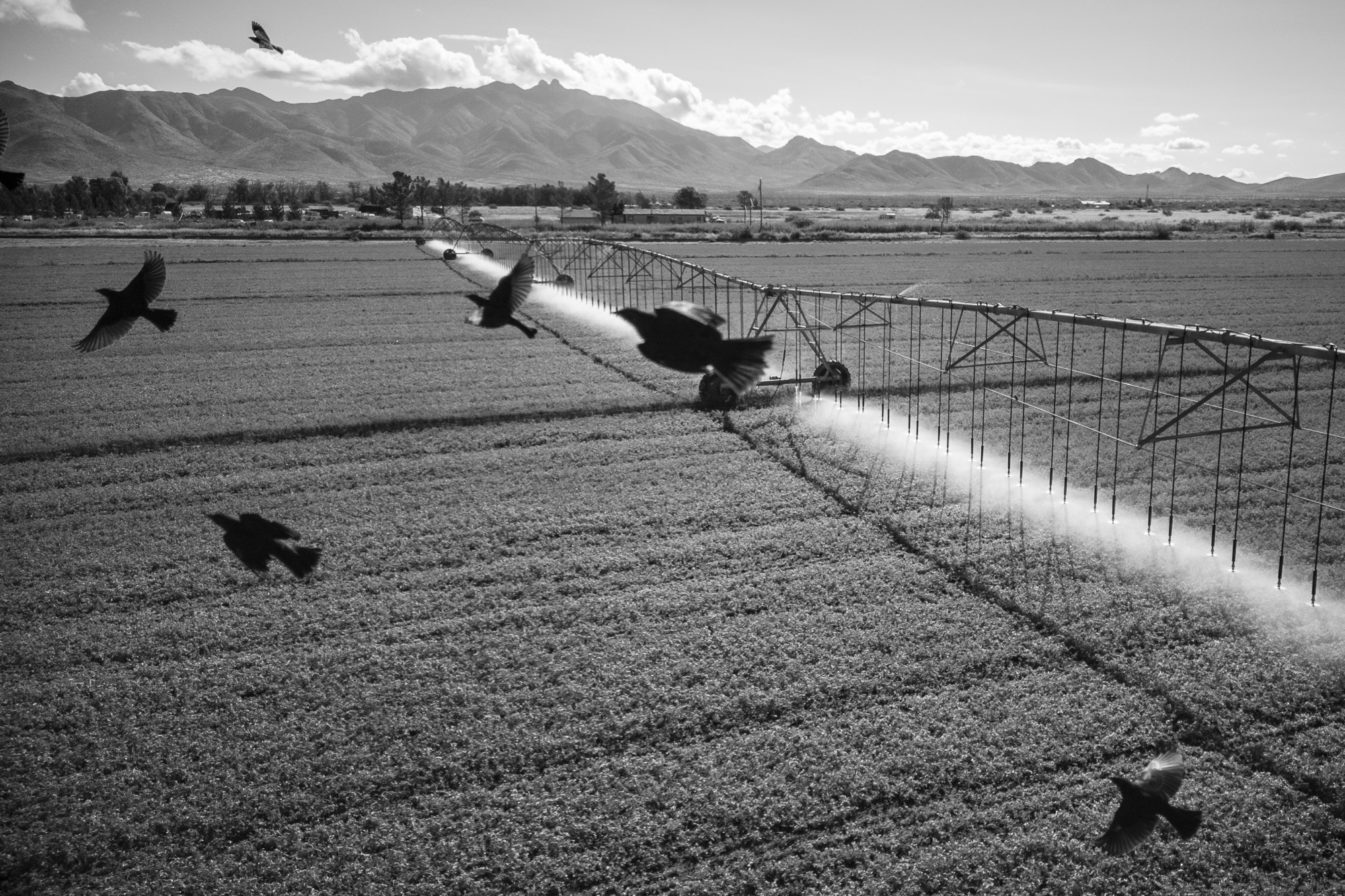 birds fly over a water sprayer on agricultural land
