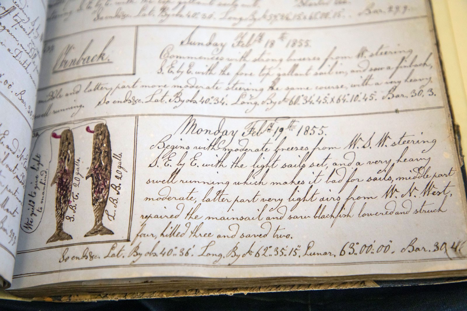 Drawings of whales appear in an old whaling logbook