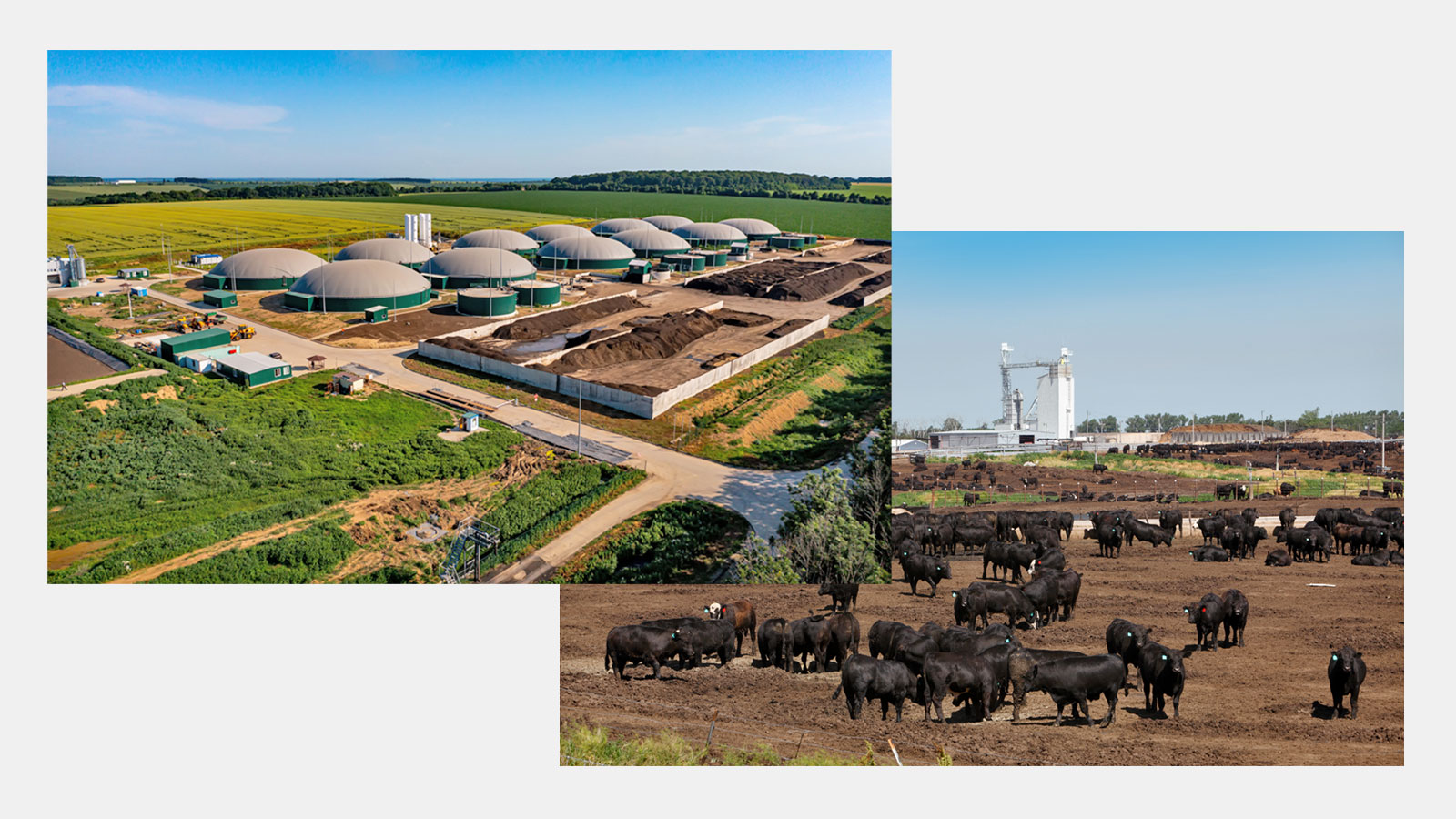 Photo of a biogas plant on top of photo of cattle feedlot