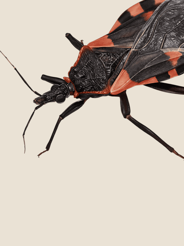 grist-diseases-10232022