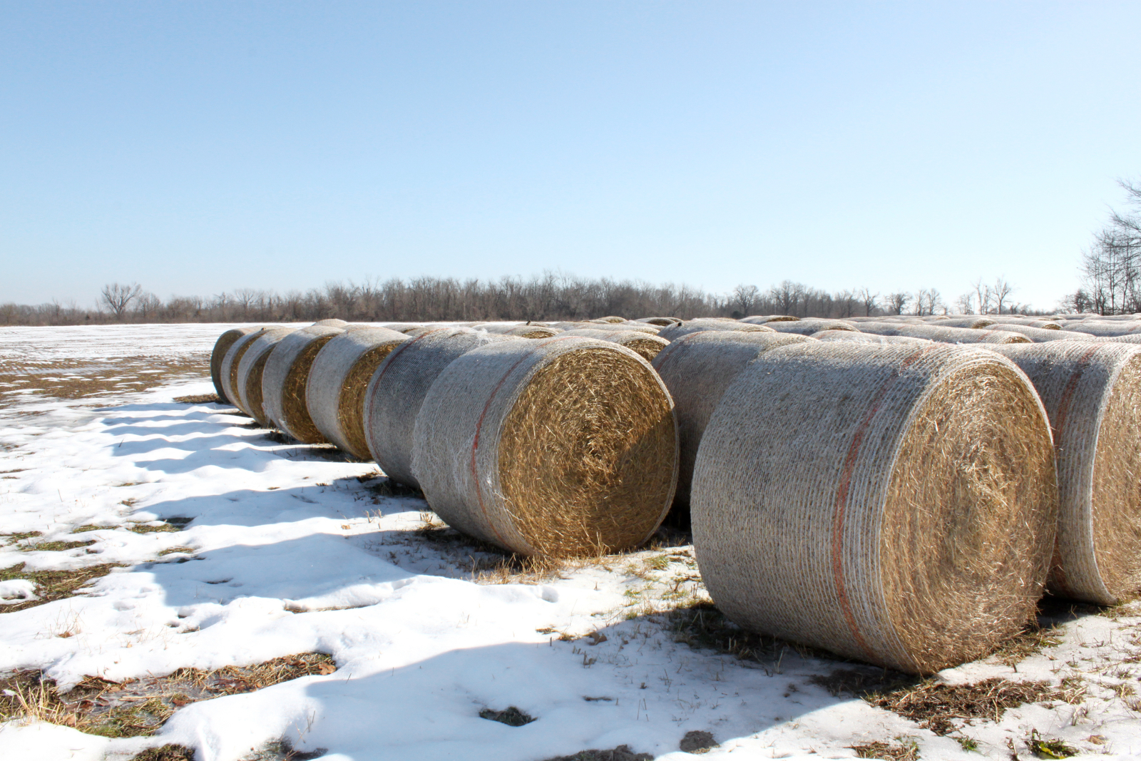 A row of yellow, brown hay bails sits on a snowy felt. The sun is shining and the snow is melting.