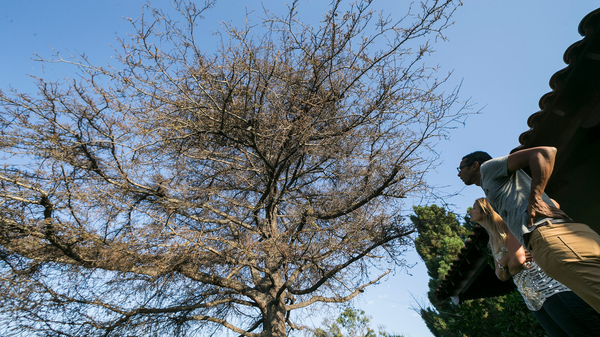 two people look up at a brown tree during the drought