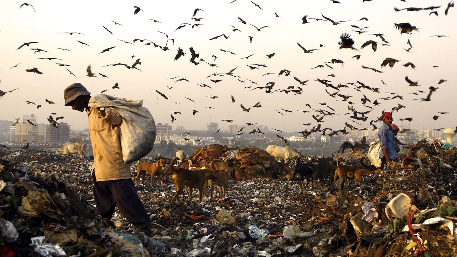 Man walks in a landfill with birds fluttering
