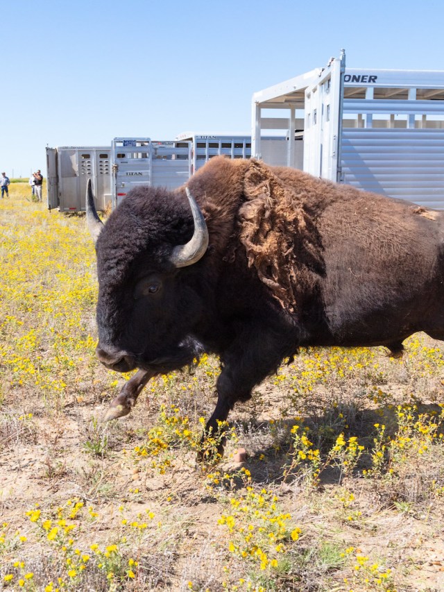 Bringing back bison is an environmental boon — and a logistical mess ...