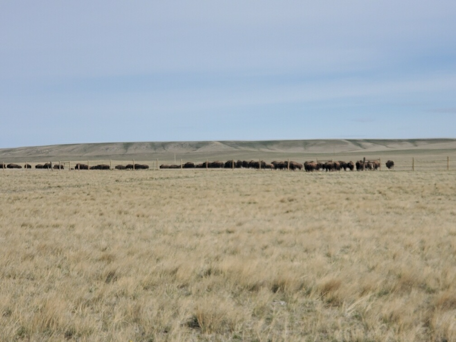 a line of buffalo far away