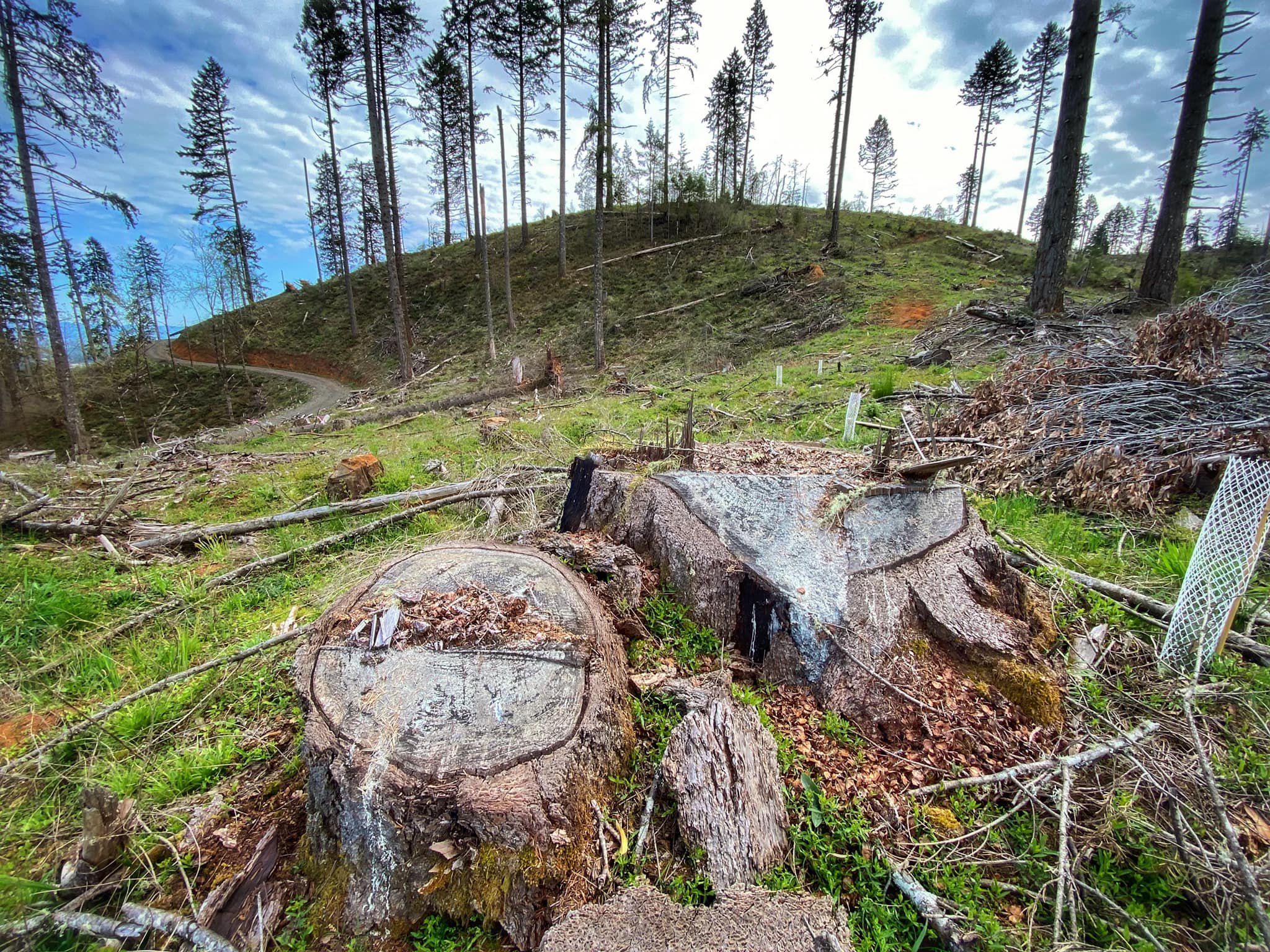 Forêt de Nails Creek dans l'Oregon après l'exploitation forestière