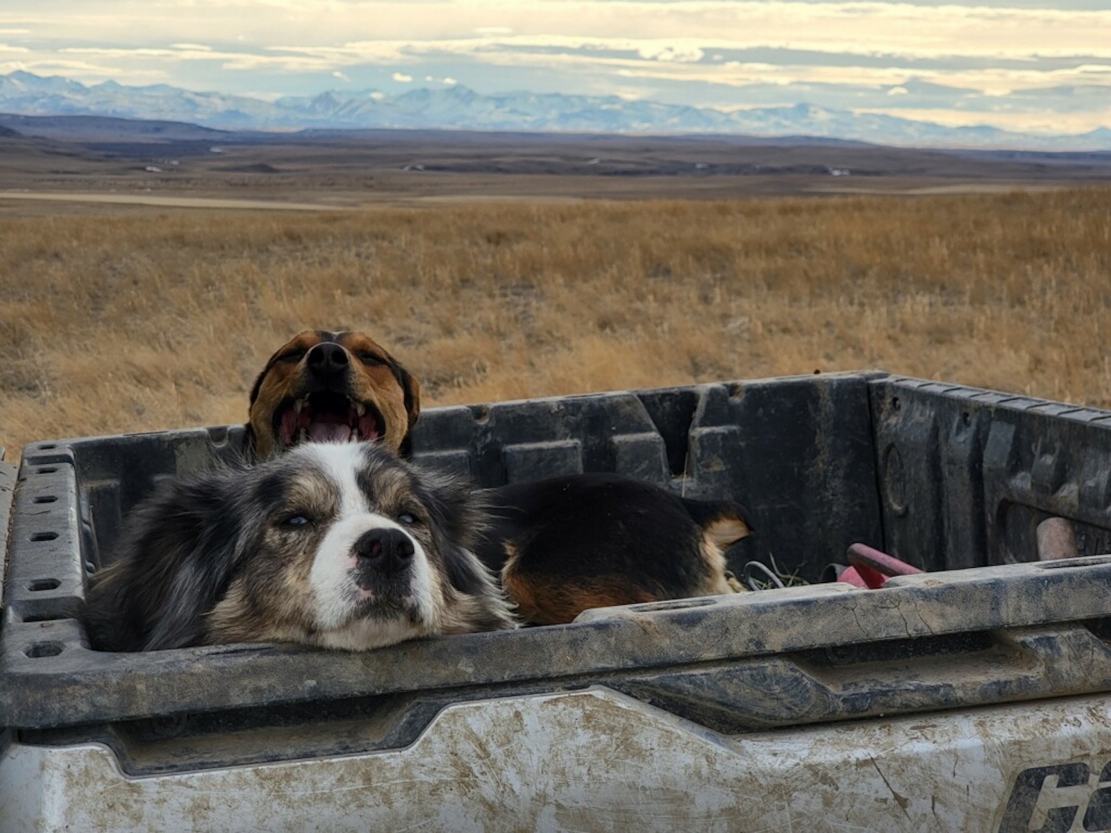 a sheep dog naps in the back of a truck
