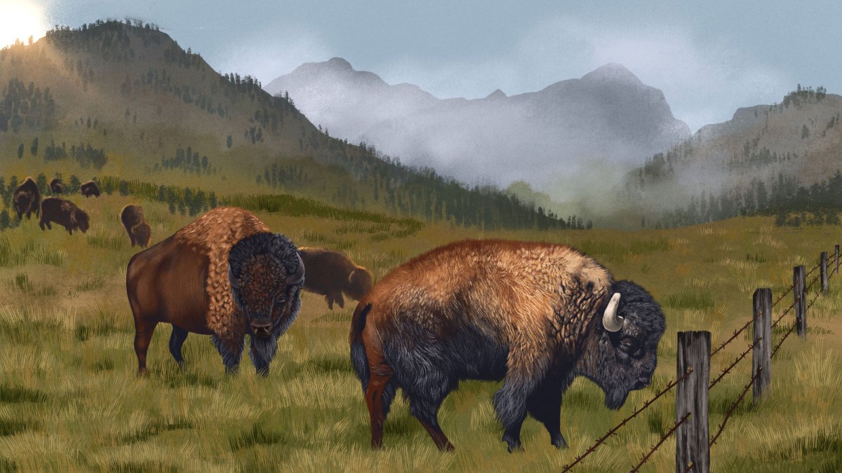 Illustration of migrating bison with barbed wire fence and mountains in the background