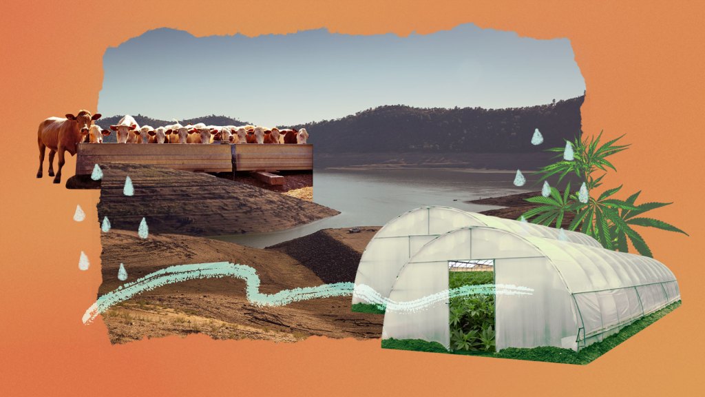 Collage: dried up reservoir, cows drinking from a water trough, greenhouses with marijuana plants