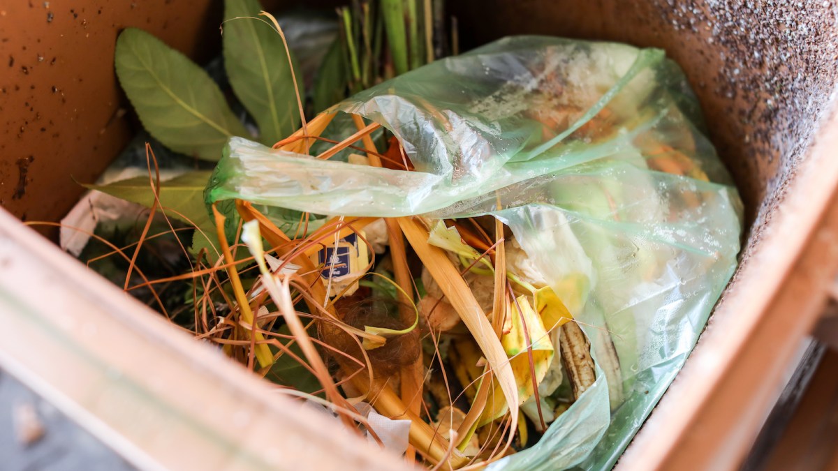 Food scraps in a compostable bag in a bin
