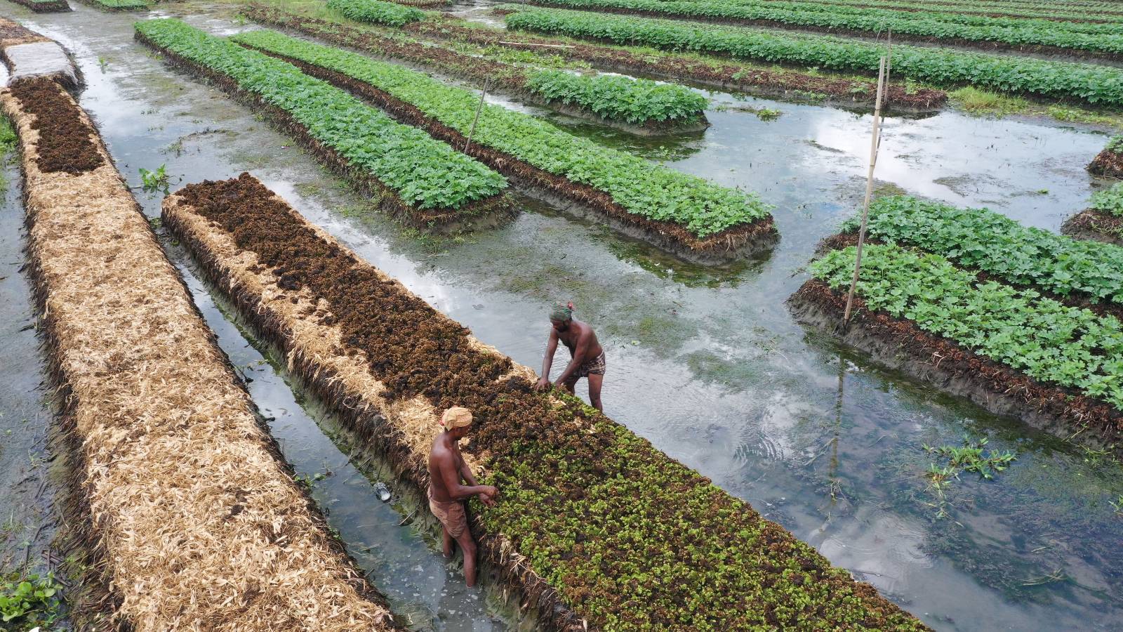 farmers harvest crops on a floating garden