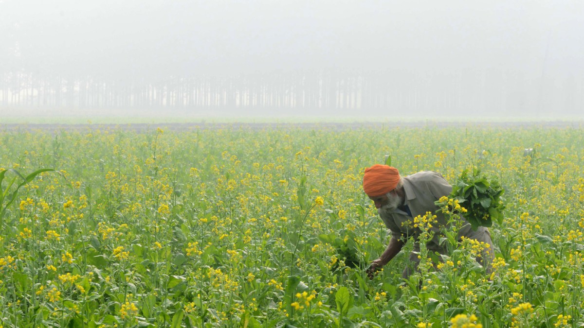 A man harvests mustard greens in a field in India
