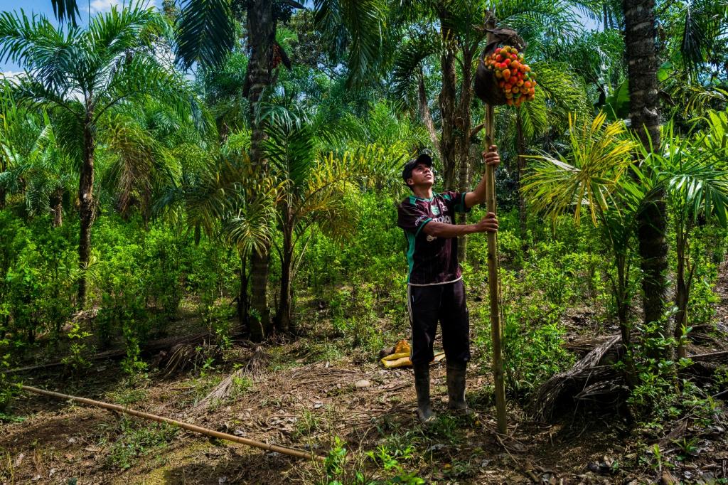 person stands in a forest holding a stick with a bunch of fruit collected at the top