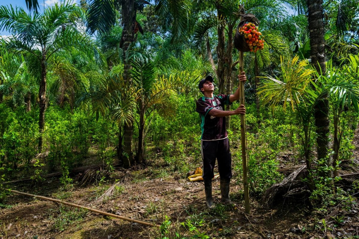 person stands in a forest holding a stick with a bunch of fruit collected at the top