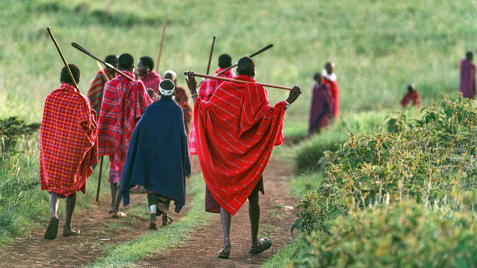 Group of Maasai tribesmen wearing bright red shawls and carrying sticks, walking down a dirt path, viewed from behind