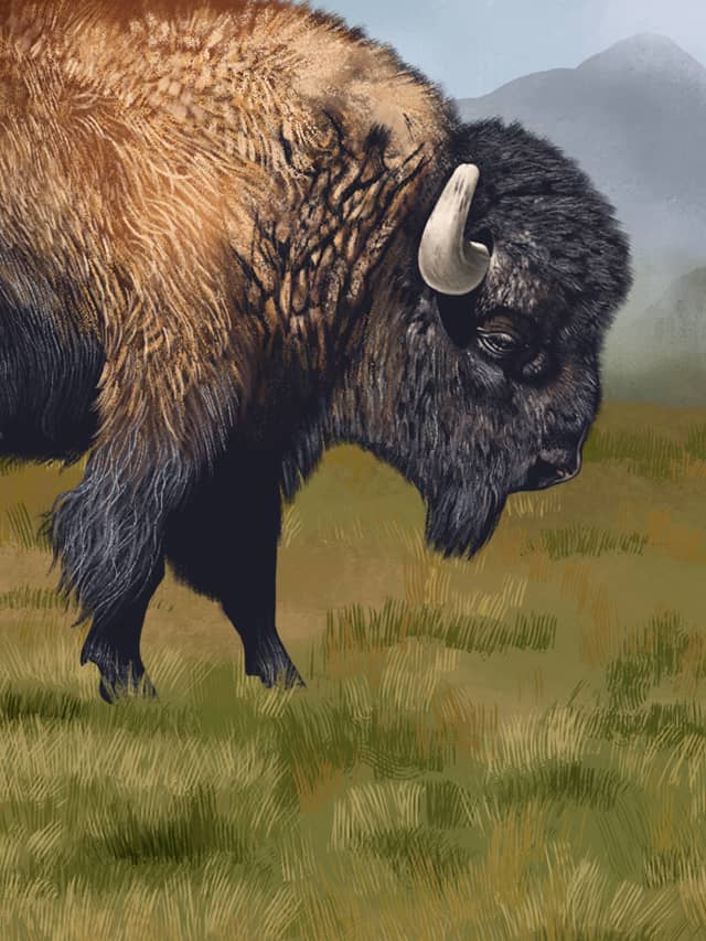 The return of the American bison is an environmental boon — and a logistical mess