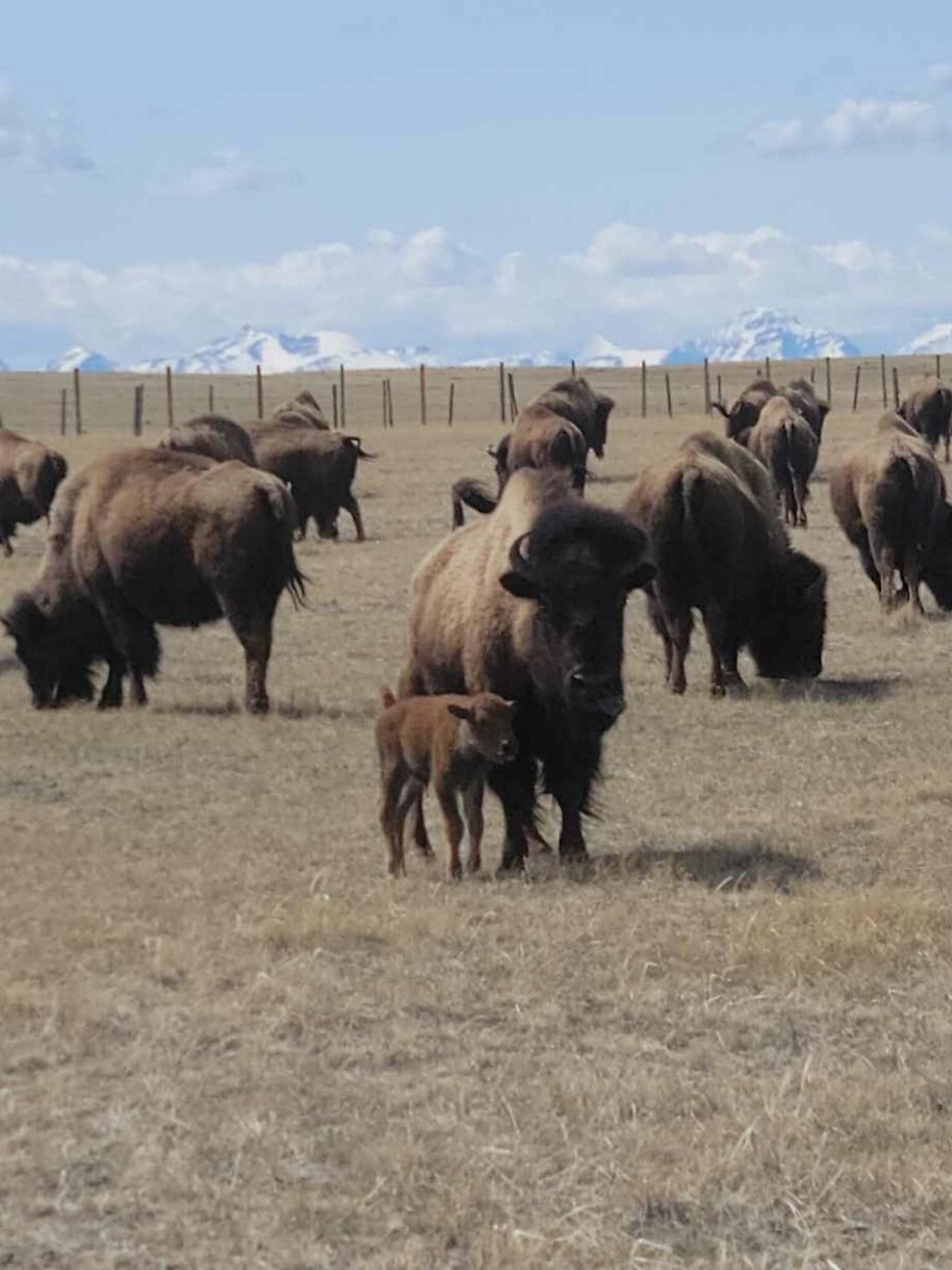 a herd of buffalo stand on a wide golden field
