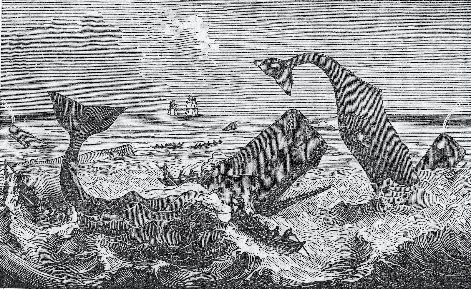 an engraving of a school of sperm whales being killed by fishermen